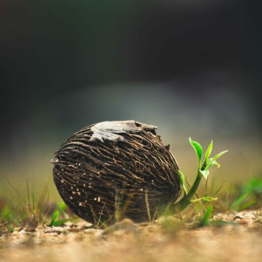 Seed of Cerbera odollam tree on the ground