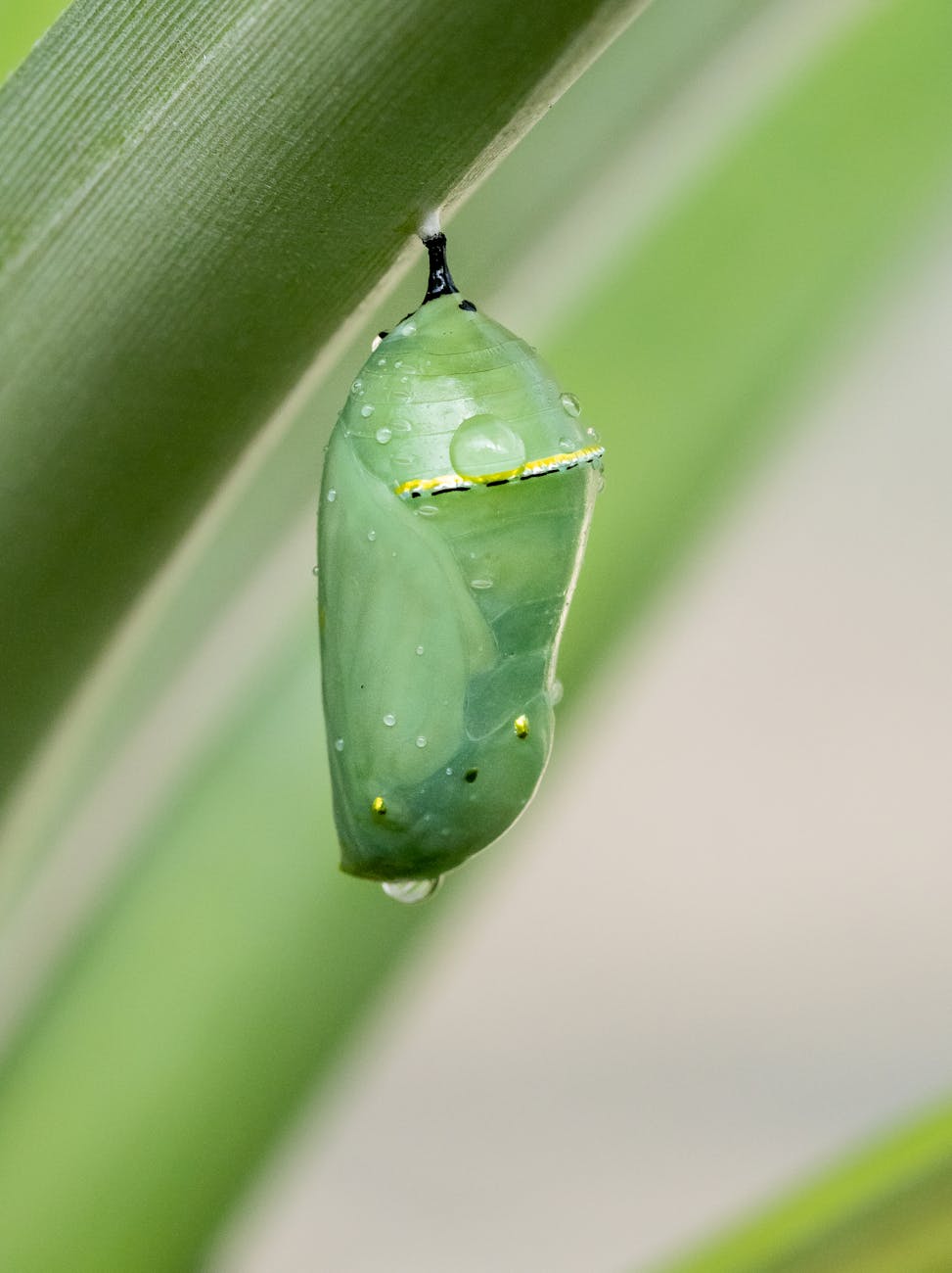 chrysalis of monarch butterfly