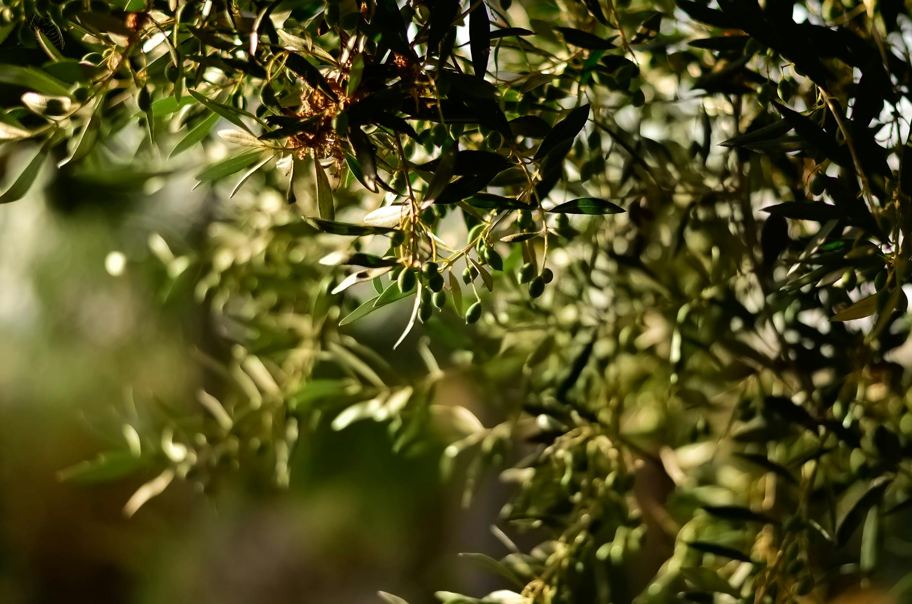 green leaf fruit tree selective focal photo